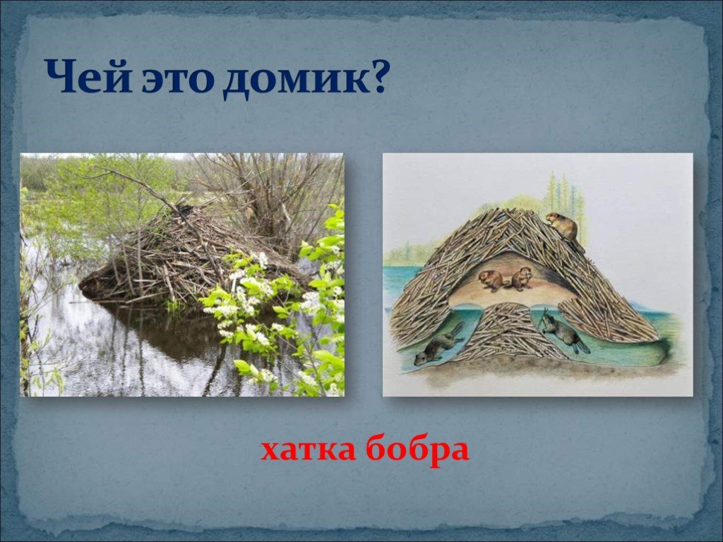 Хата бобра. Хатка бобра. Домик хатка бобра. Жилище бобра хатка. Картинка бобровая хатка.