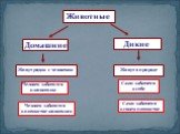 Животные Дикие Домашние Живут в природе. Сами заботятся о себе. Живут рядом с человеком. Сами заботятся о своем потомстве. Человек заботится о животном. Человек заботится о потомстве животного