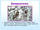 Свиристели. Северная гостья, свиристель, охотно поедает ягоды рябины, калины, шиповника. В лесах и садах свиристели часто поселяются вместе со снегирями.