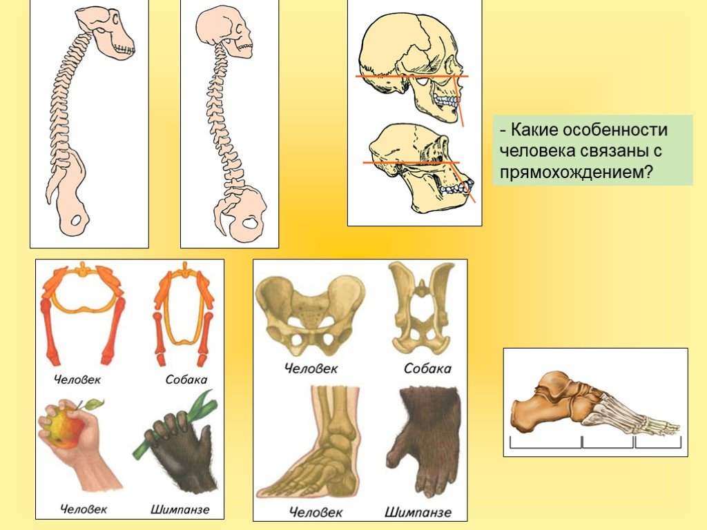 Изменение таза в ходе эволюции. Приспособления скелета к прямохождению. Изменения в скелете человека в связи с прямохождением. Приспособления скелета человека к прямохождению. Особенности человека связанные с прямохождением.