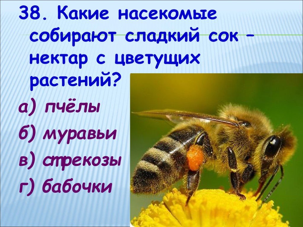 Нектаром разбор. Пчела собирает нектар. Насекомые собирающие нектар. Куда пчела собирает нектар. Какие насекомые собирают нектар с цветов.