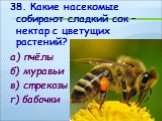 38. Какие насекомые собирают сладкий сок – нектар с цветущих растений? а) пчёлы б) муравьи в) стрекозы г) бабочки