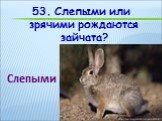 53. Слепыми или зрячими рождаются зайчата? Слепыми