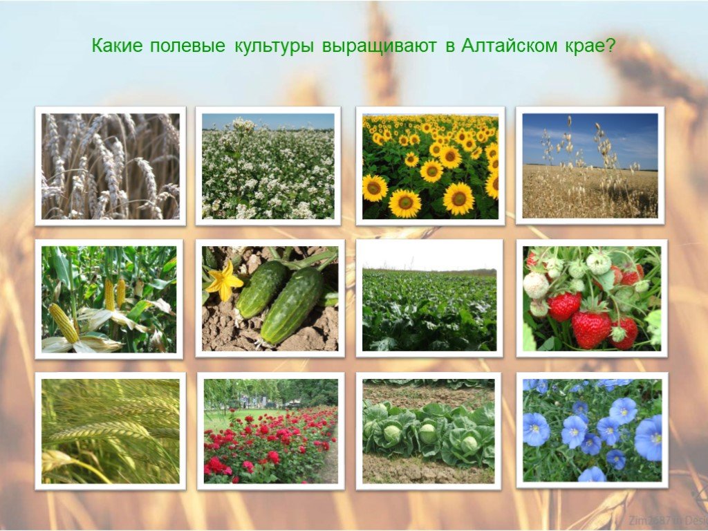 Сообщение на тему культурные сельскохозяйственные растения