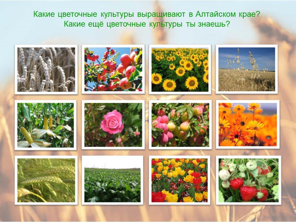 Название группа растений где выращивают. Культурные растения. Растениеводство культурные растения. Цветочные культуры Алтайского края. Культурные растения Плодоводство.