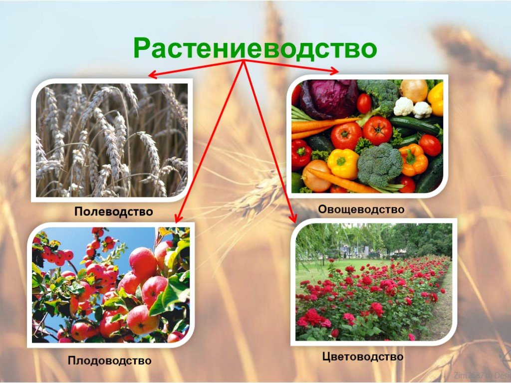 Какие растения выращивают в московской области. Растениеводство. Растениеводство в нашем крае. Растениеводство культурные растения. Слайд Полеводство.