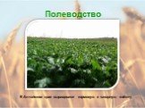 В Алтайском крае выращивают кормовую и сахарную свёклу.