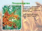 Плодоводство – это выращивание плодовых и ягодных культур. Ценной ягодной культурой, выращиваемой в Алтайском крае, является облепиха. Из неё получают облепиховое масло, добавляют в лекарства, готовят варенье и компот.