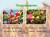 В Алтайском крае выращивают морозоустойчивые сорта яблонь, слив и груш. Эти фрукты богаты витаминами, углеводами и минеральными веществами.