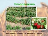 Одна из самых распространенных ягодных культур – клубника. Её выращивают на полях и на приусадебных участках.