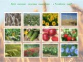 Какие овощные культуры выращивают в Алтайском крае?
