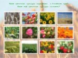 Какие цветочные культуры выращивают в Алтайском крае? Какие ещё цветочные культуры ты знаешь?
