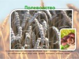 Основная злаковая культура Алтайского края – пшеница твердых сортов. Из пшеничной муки пекут хлеб, делают макароны, манную крупу.
