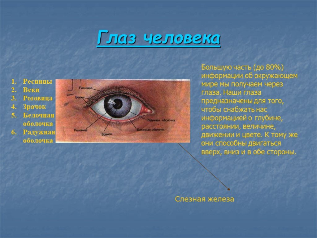 Как называется прозрачная часть белочной оболочки глаза. Белочная оболочка глаза. Белочная оболочка глаза человека. Белосная ОБОЛОЧКАГЛАЗ. Белочная оболочка глаза цвет.