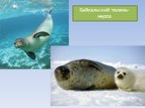 Байкальский тюлень- нерпа