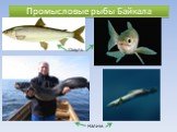 Промысловые рыбы Байкала. Омуль Налим