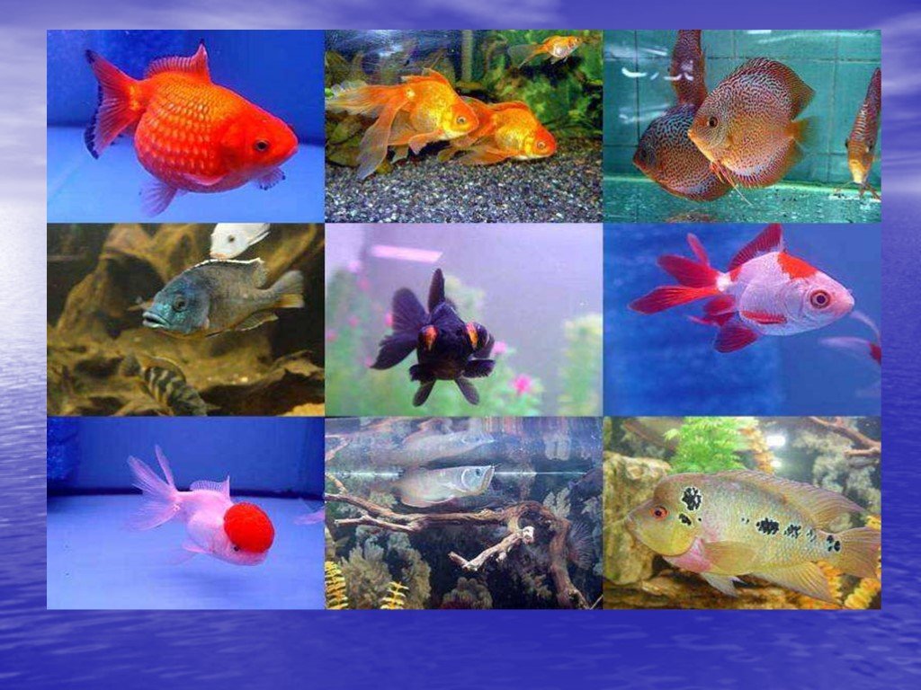 Мир аквариумных рыбок. Рыбки для аквариума. Аквариумные рыбки в аквариуме. Рыбки обитающие в аквариуме. Пресноводные аквариумные рыбы.