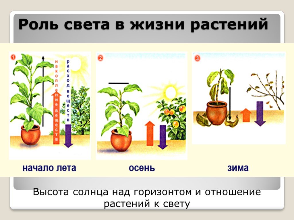 Солнце в жизни растений