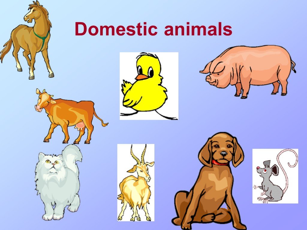 Wild animals тема. Domestic животные. Wild animals and domestic animals. Wild animals животные презентация. Домистек енемолс.