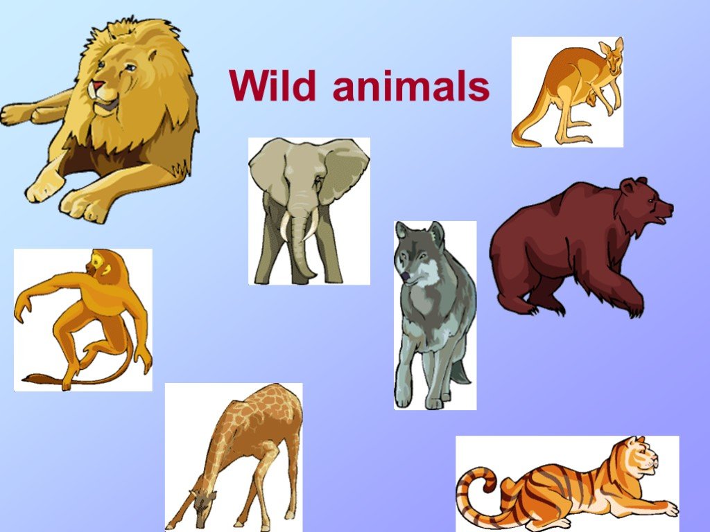 Английский 2 класс тема животных. Wild animals для детей. Wild animals на английском. Звери для урока английского. Диких животных на урок.