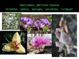 Цветковые растения Крыма: астрагал, крокус, орхидея, цикламен, эспарцет