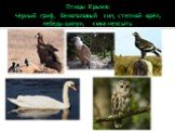 Птицы Крыма: чёрный гриф, белоголовый сип, степной орёл, лебедь-шипун, сова-неясыть