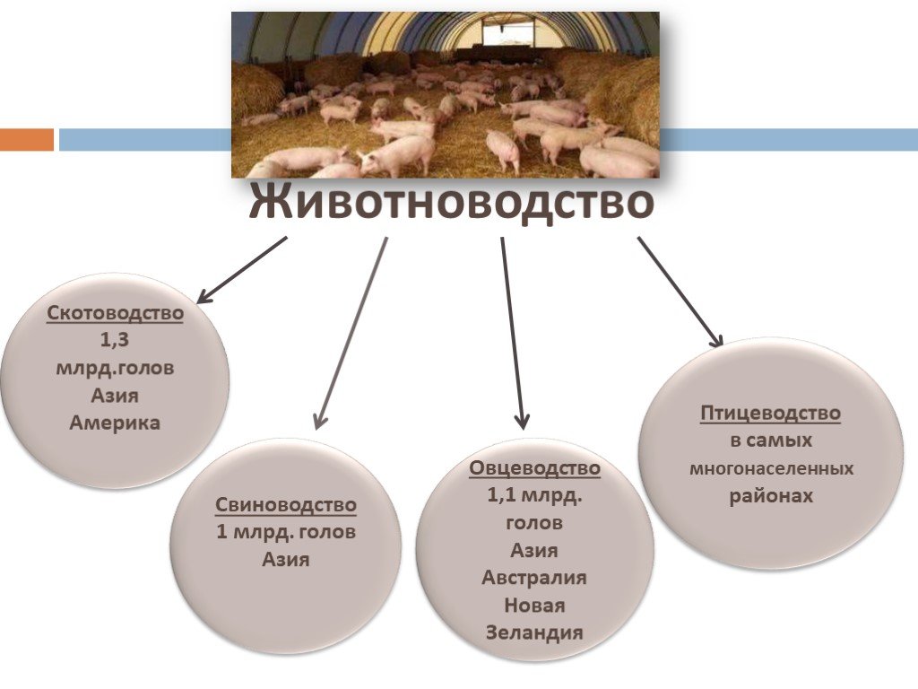 Таблица животноводство. Животноводство схема. Скотоводство схема. Скотоводство Лидеры. Районы скотоводства.