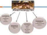 Животноводство. Скотоводство 1,3 млрд.голов Азия Америка. Свиноводство 1 млрд. голов Азия. Овцеводство 1,1 млрд. голов Азия Австралия Новая Зеландия. Птицеводство в самых многонаселенных районах