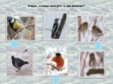 Какие птицы зимуют в Забайкалье?