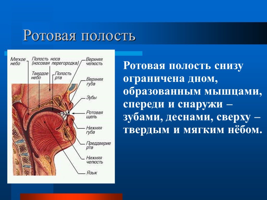 Ротовая полость норма. Мышцы дна полости рта анатомия. Дно полости рта топографическая анатомия. Диафрагма рта анатомия. Анатомические структуры образующие дно полости рта.