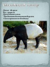 Малайский тапир Длина: 180-250 см Вес: 250-300 кг Длина хвоста : 5-10 см. Продолжительность жизни до 30 лет. Самки приносят по 1 детёнышу