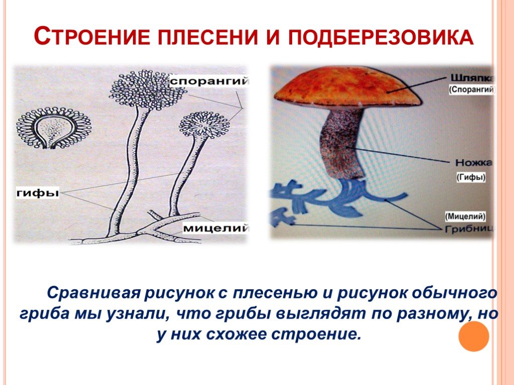 Клетка подберезовика. Строение гриба подберезовика. Строение шляпочного гриба. Строение плесневых и шляпочных грибов. Строение обычного гриба.