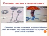 Строение плесени и подберезовика. Сравнивая рисунок с плесенью и рисунок обычного гриба мы узнали, что грибы выглядят по разному, но у них схожее строение.
