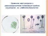 Сравним мой рисунок с разновидностями плесневых грибов на рисунке из учебника биологии