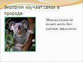 Экология изучает связи в природе. Мишка коала не может жить без листьев эвкалипта.