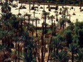 Оазис. В пустыне участки вблизи водоемов богаты растительностью, их называют ОАЗИСАМИ. Вокруг оазисов и пересыхающих озер встречаются засоленные глины с корками солей на поверхности. Деревья растут только по берегам стекающих с гор рек. На окраинах Гоби встречаются различные животные. Население в ос