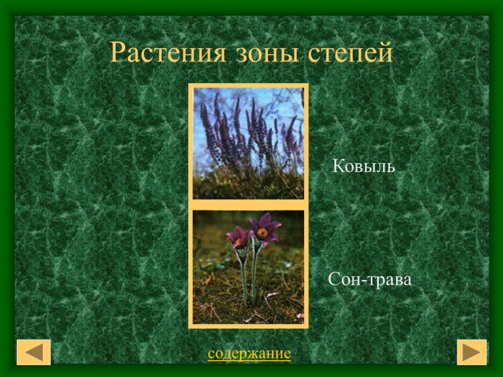 Какие травы в степи. Растения Степной зоны. Растения степи России. Растения растущие в степи. Растения Степной зоны России.