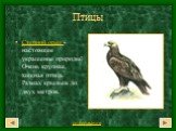 Степной орел -настоящее украшение природы! Очень крупная, хищная птица. Размах крыльев до двух метров.