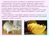 Доказательством служит эксперимент на лабораторных крысах. Они по своей физиологии очень похожи на людей. Нескольких зверьков учёные посадили на диету с высоким содержанием жиров аналогичных тем, что используются при приготовлении чипсов. В результате десяти дней хватило на то, чтобы зверьки стали м