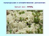 природными и климатическими условиями: Белый мох - ягель
