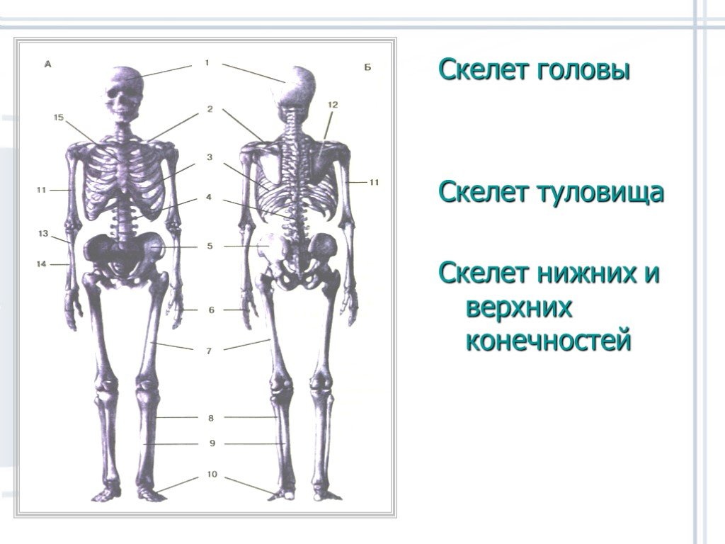 Скелет туловища конечностей. Скелет головы туловища и конечностей. Скелет головы скелет туловища скелет верхней и нижней конечностей. Скелет головы и туловища 8 класс. Скелет туловища, головы, верхних и нижних конечностей.