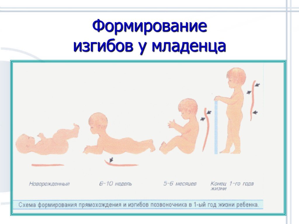 Развитие изгибов позвоночника. Возрастные периоды формирования изгибов позвоночника. Формирование изгибов позвоночника у ребенка. Изгибы позвоночника у новорожденного. Формирование изгибов у новорожденного.