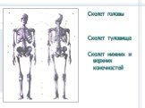 Скелет головы Скелет туловища Скелет нижних и верхних конечностей