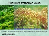 Внешнее строение мхов. Густо покрытые мхом поверхности называются дерновиной. http://danilchenko97.ucoz.ru/index/po_botanike/0-24