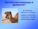 Как получали нашатырь в древности? В Аммонии (область в Ливии) издавна получали нашатырь, сжигая верблюжий навоз.