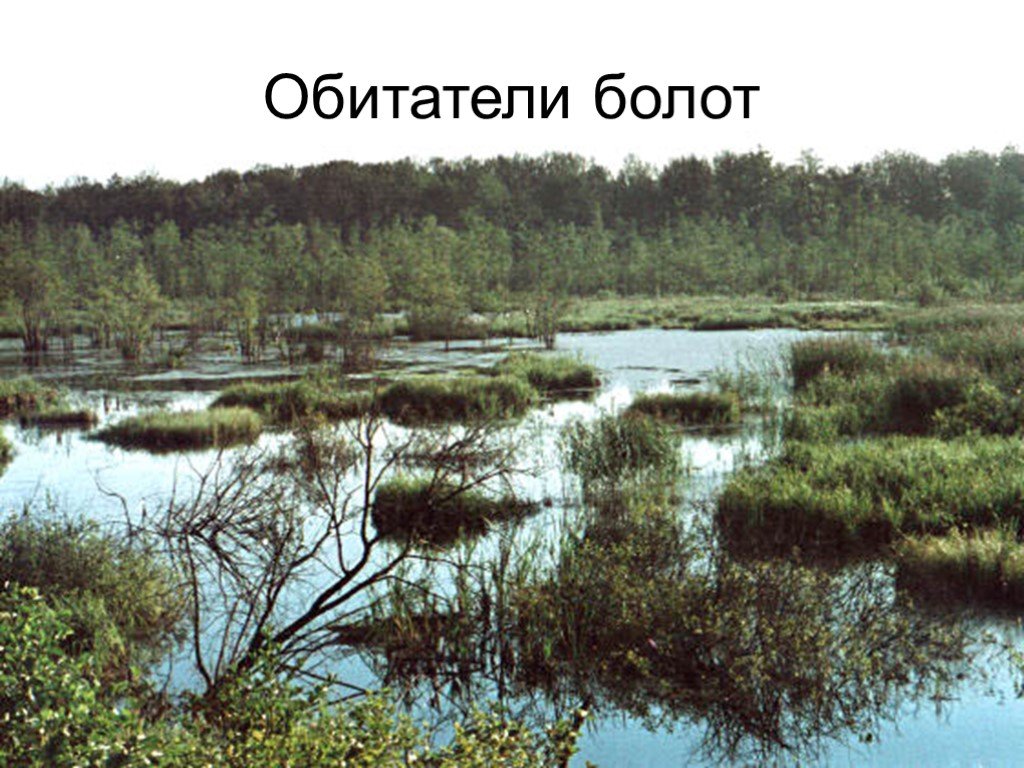 Сообщество болото 5 класс биология. Экосистема болота. Болото и его обитатели. Сообщество болота. Жители болота.