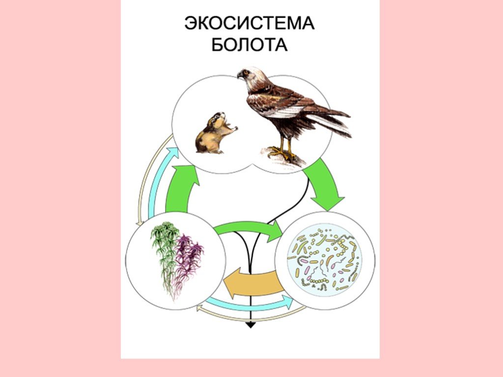 Рисунок экосистема болота