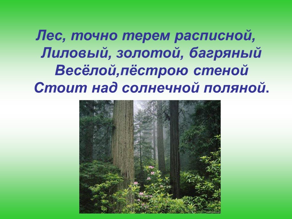 Какие виды лесов существуют. Леса бывают. Леса какие. Проект про лес 2 класс окружающий мир. Виды лесов 2 класс.