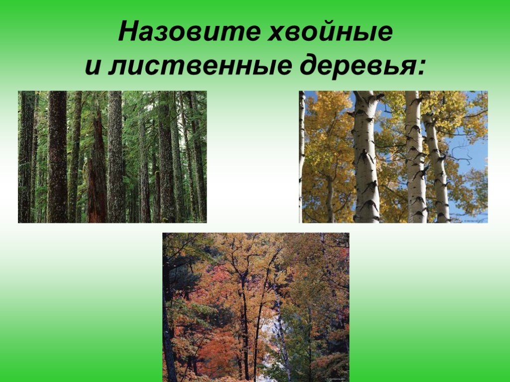 5 лиственных растений. Лиственные и хвойные деревья. Хвойные и широколиственные деревья. Деревья бывают хвойные и лиственные. Лиственный лес деревья.