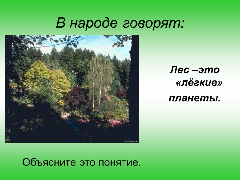 Говорите леса. Берегите лес легкие планеты. Лес легкие планеты доклад. Леса это легкие планеты берегите лес. Леса легкие планеты поэтому мы.